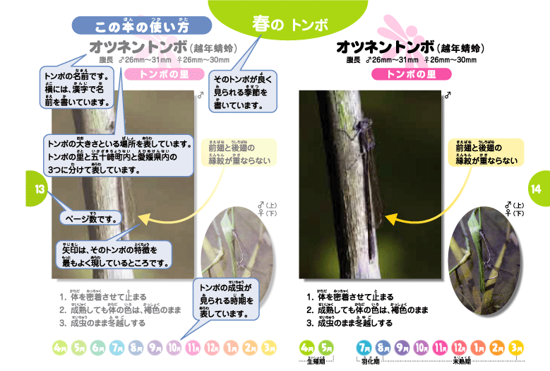 トンボ観察ハンドブック オツネントンボ