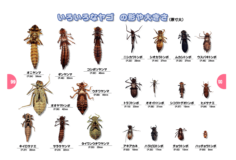 トンボ観察ハンドブック いろいろなヤゴの形や大きさ