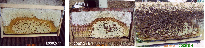 bg060311070318060904