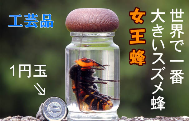 日本蜜蜂用巣礎[徳永養蜂場]【世界初】(JAPAN-ehime-kita-uchiko